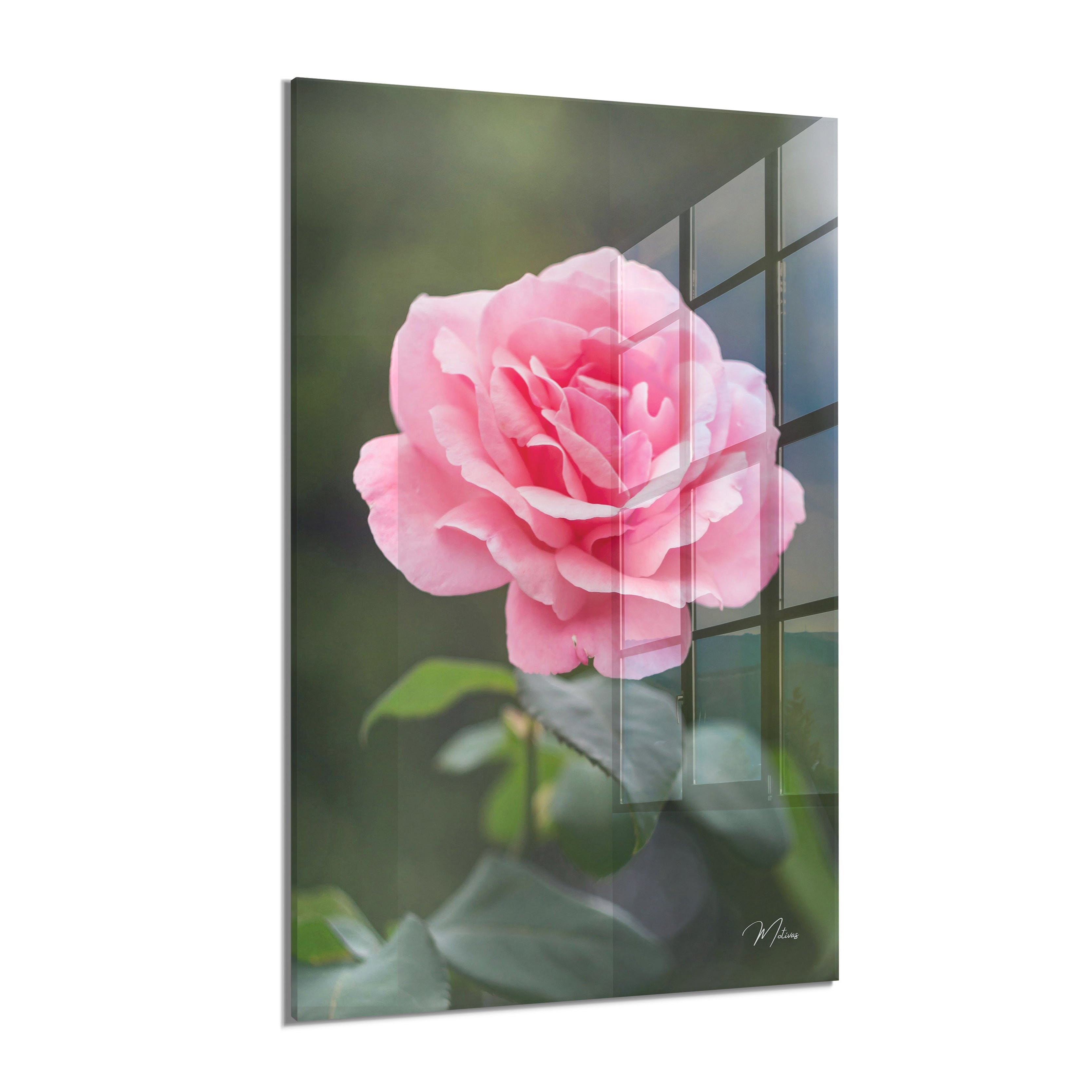 Romantic Rose