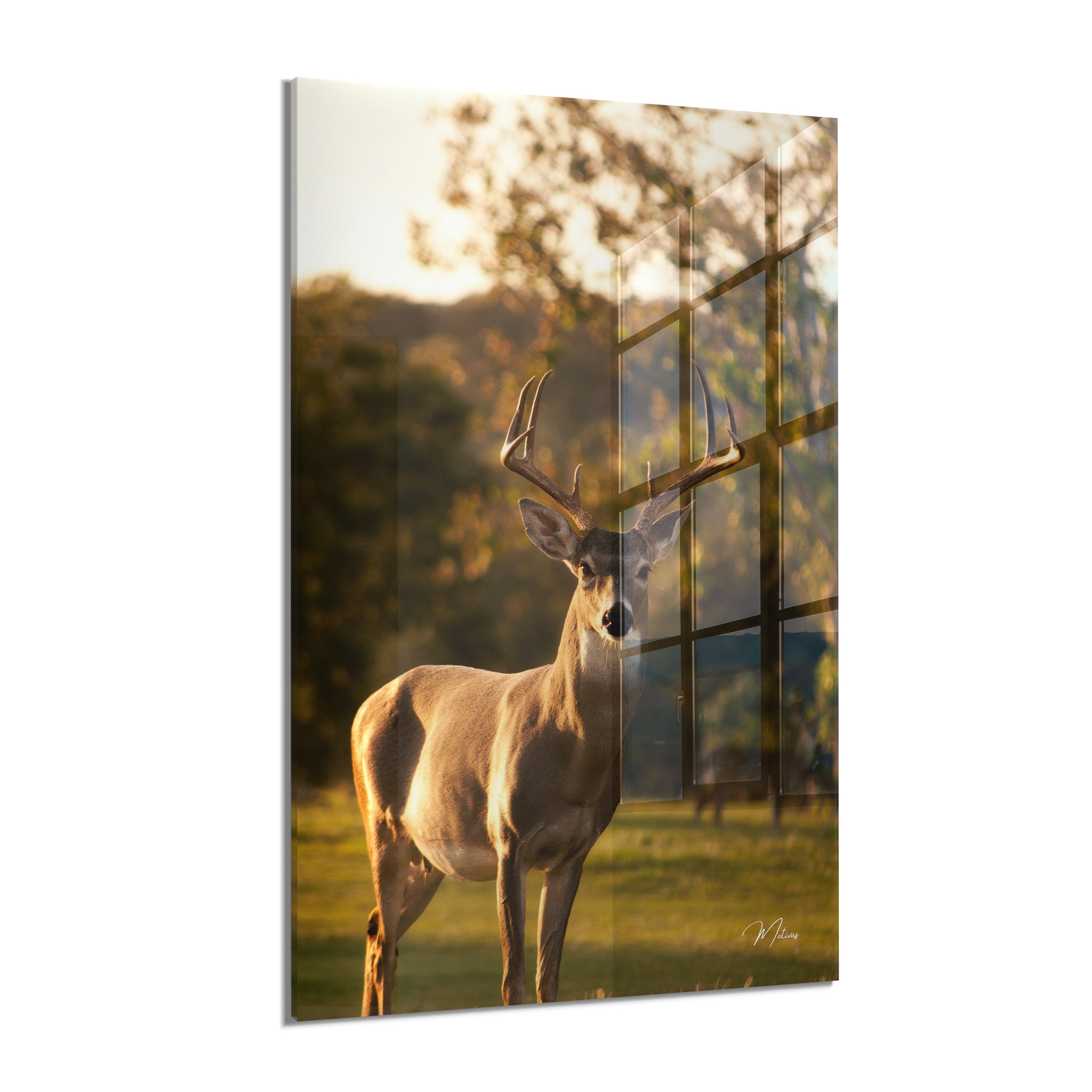 Evening Dawn Deer