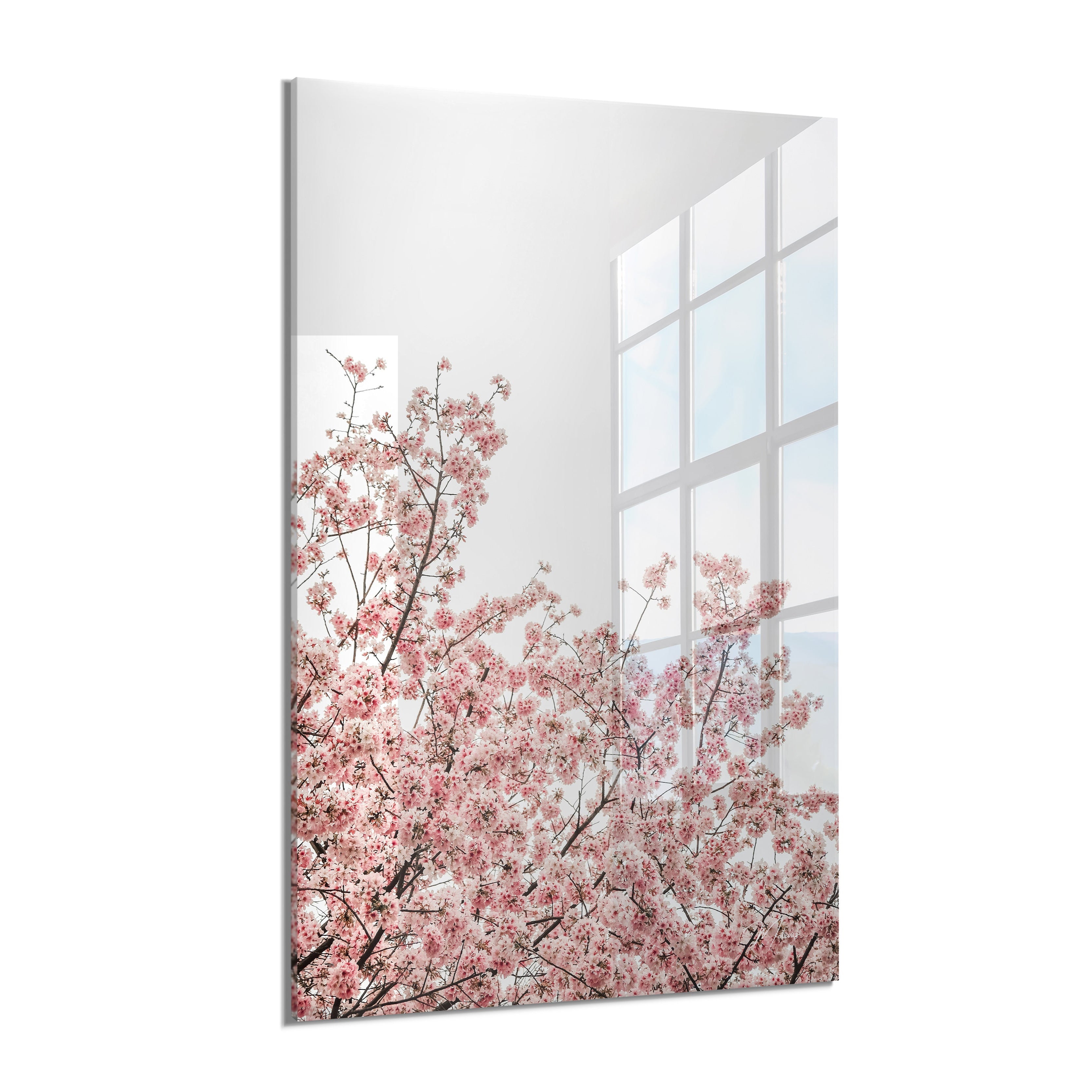 Cherry Blossom