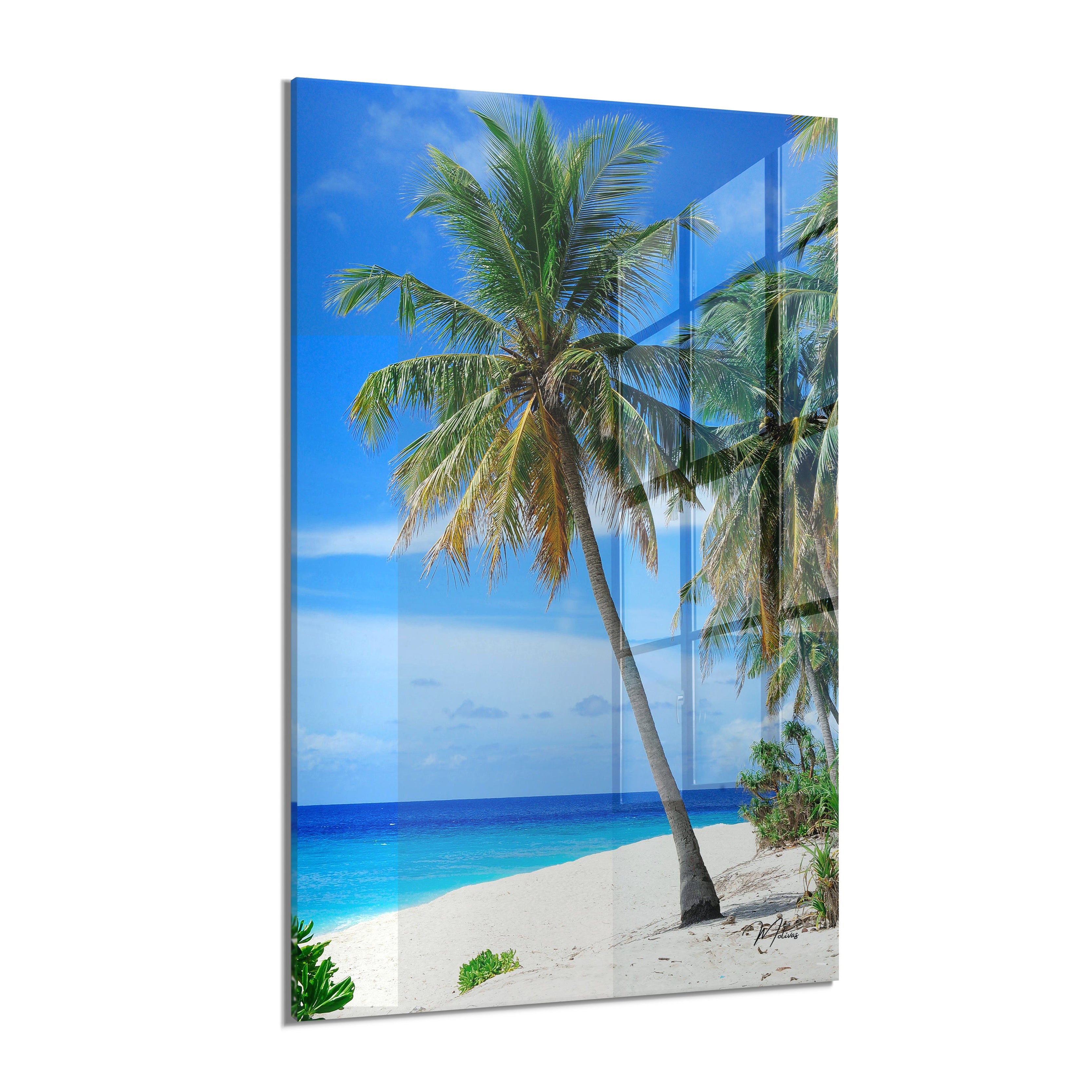 Palm Paradise