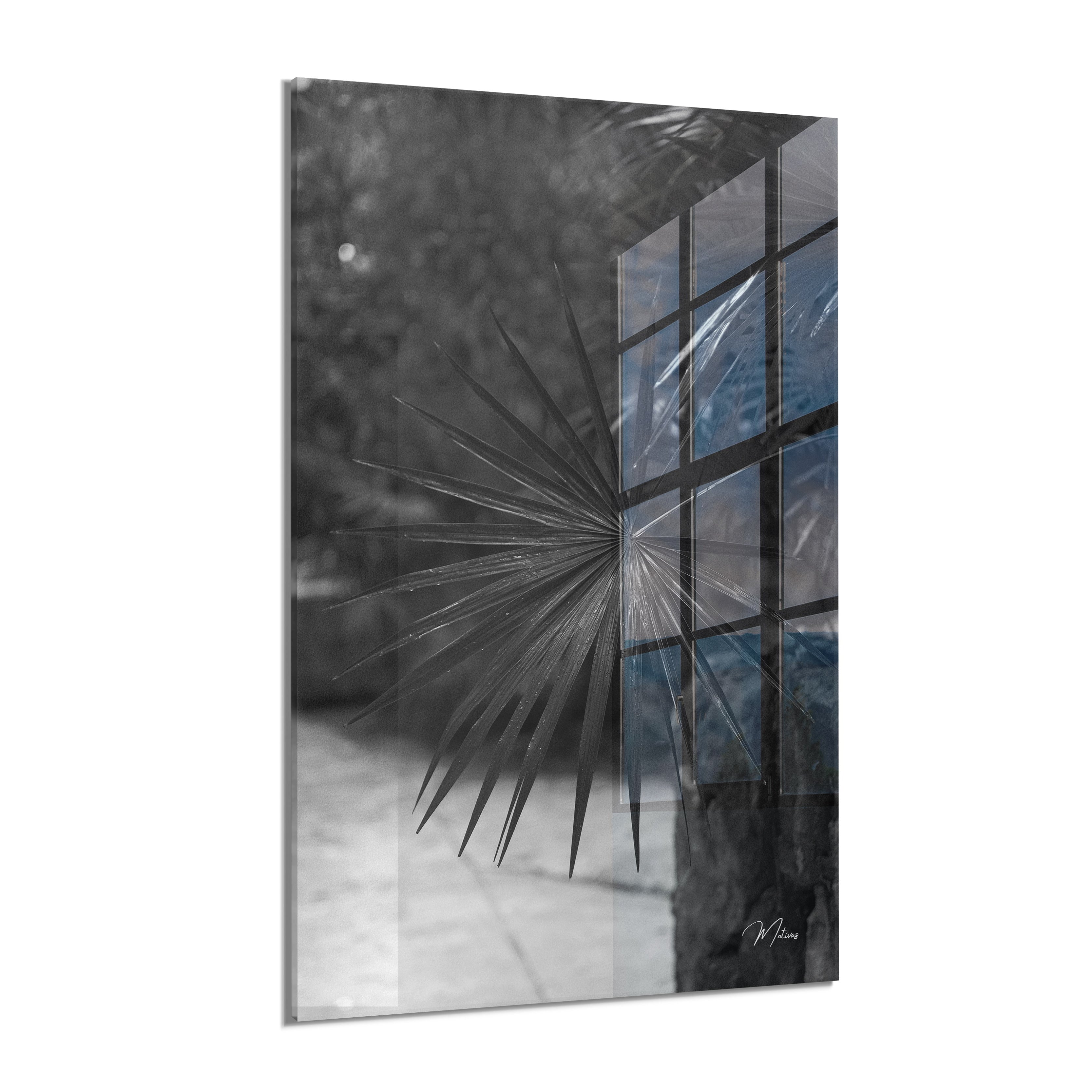 Black and White Palm Leaf
