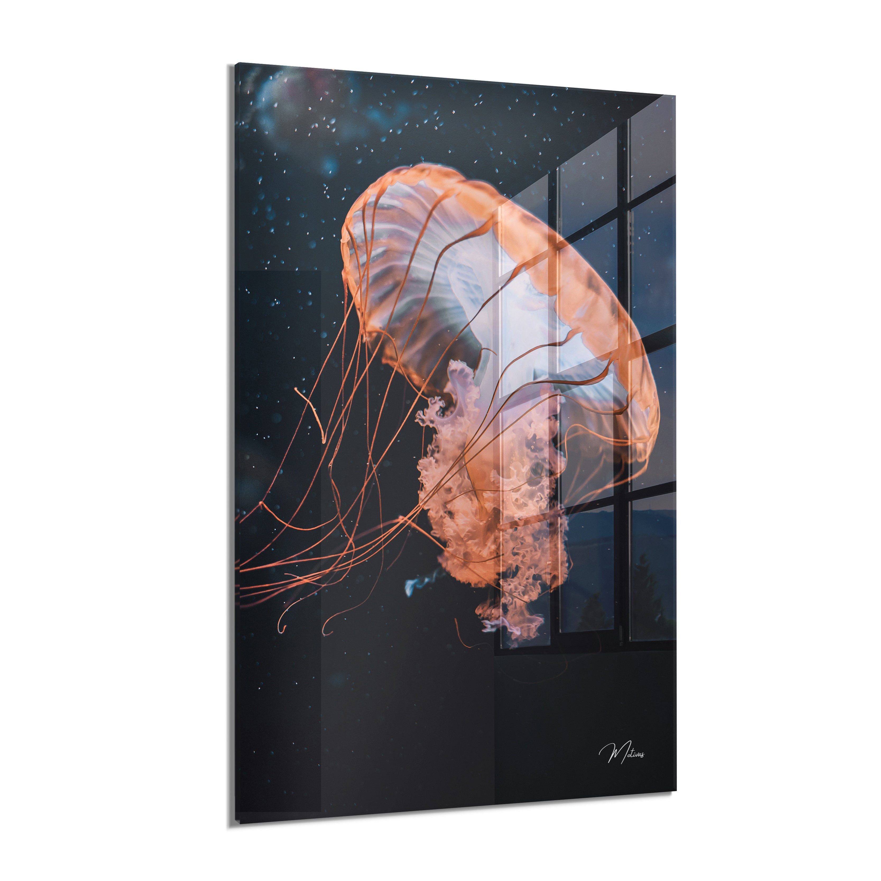 Floating Jellyfish