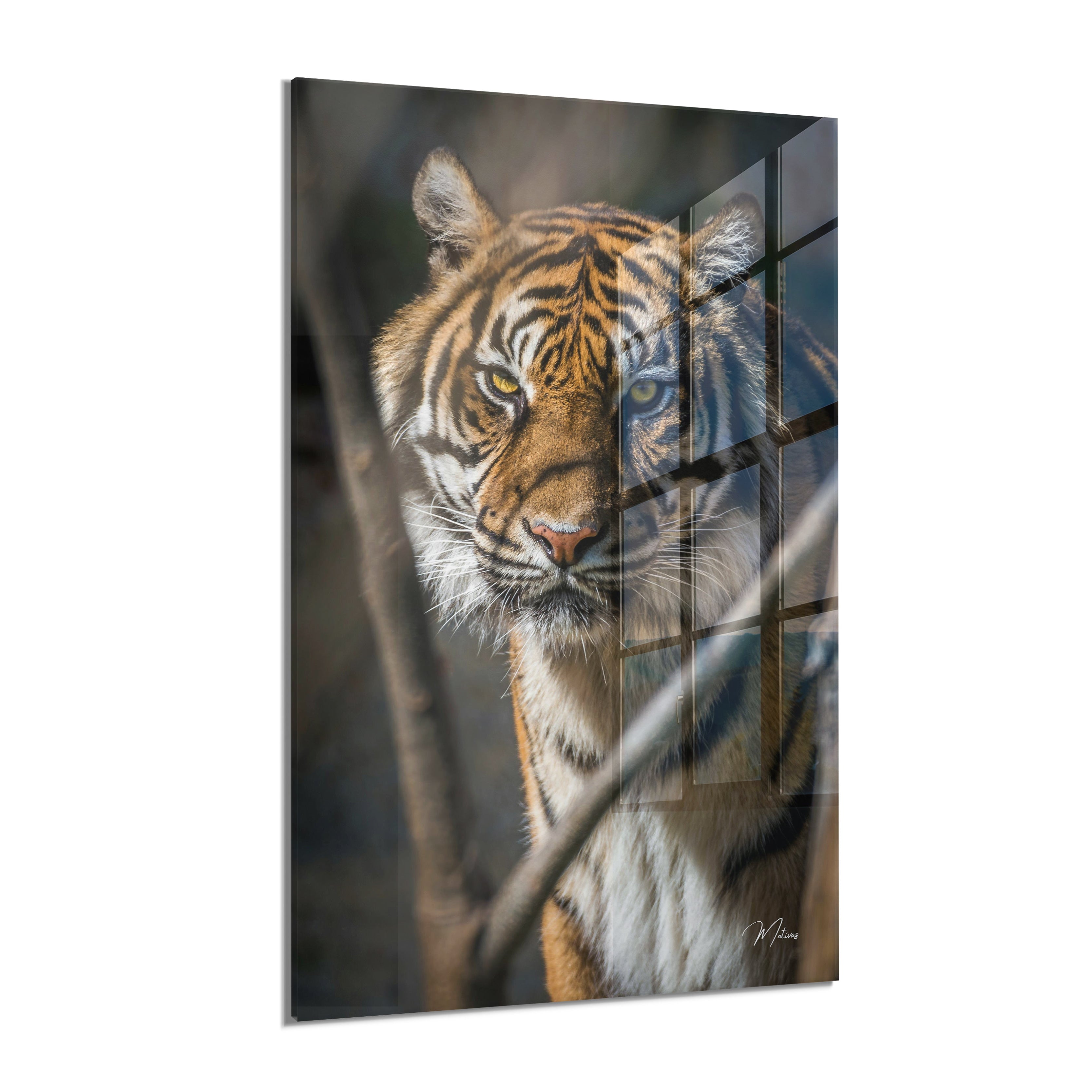 Tiger Focus