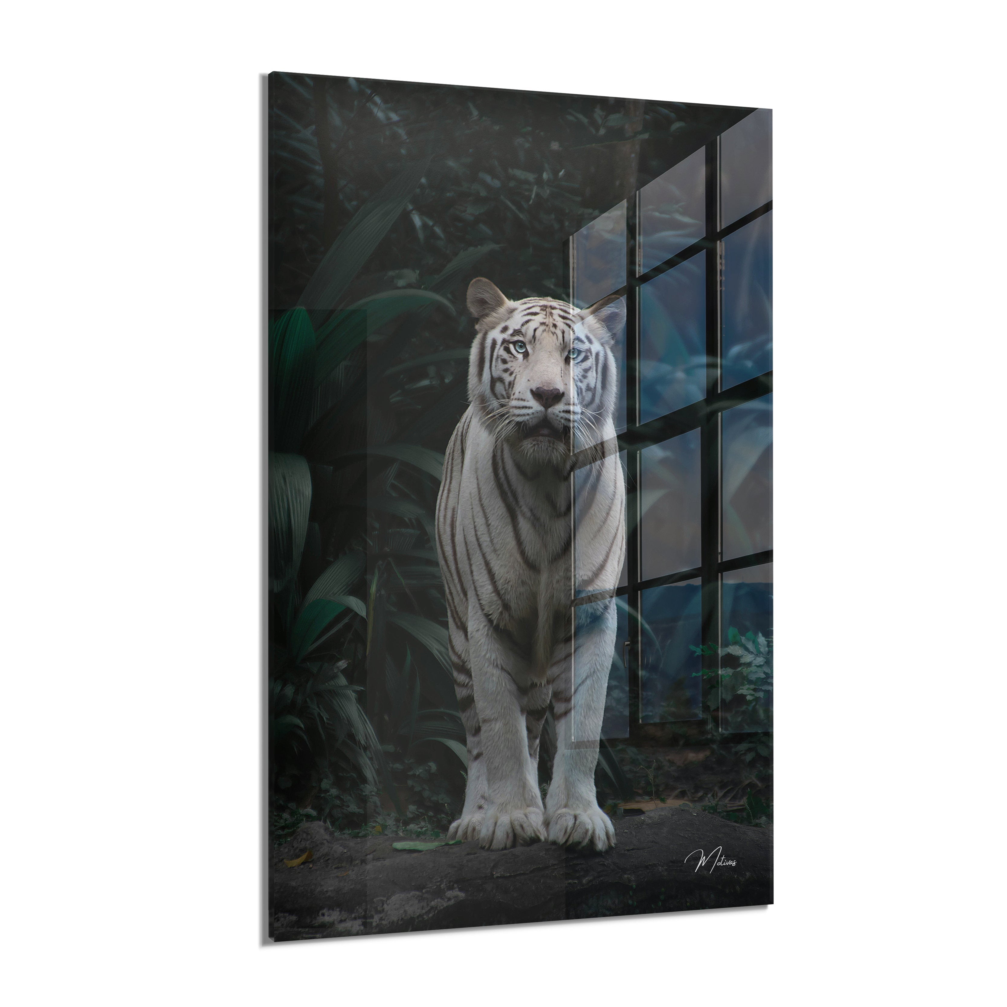 White Tiger