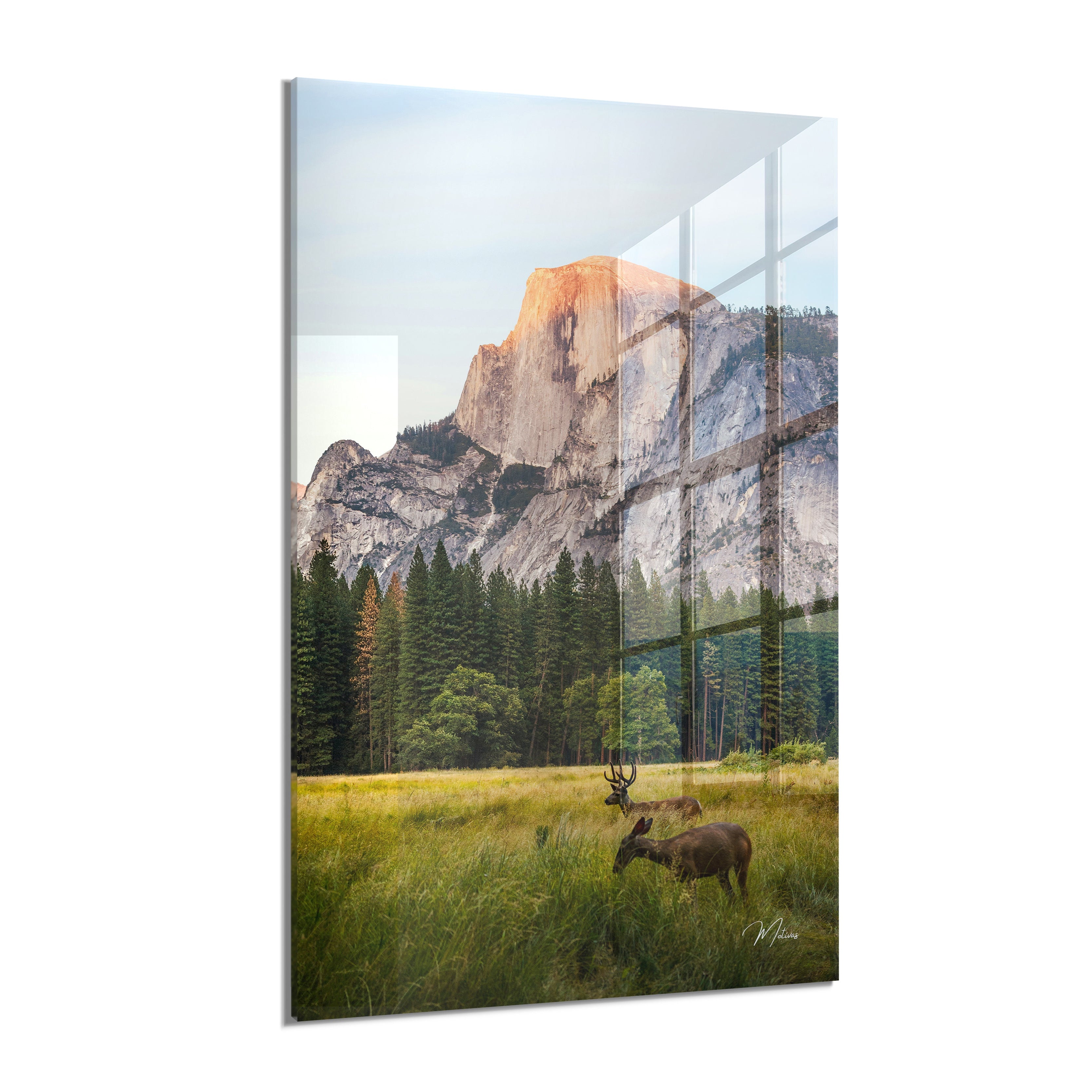 Deer in the Valley