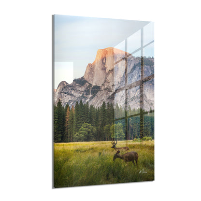 Deer in the Valley
