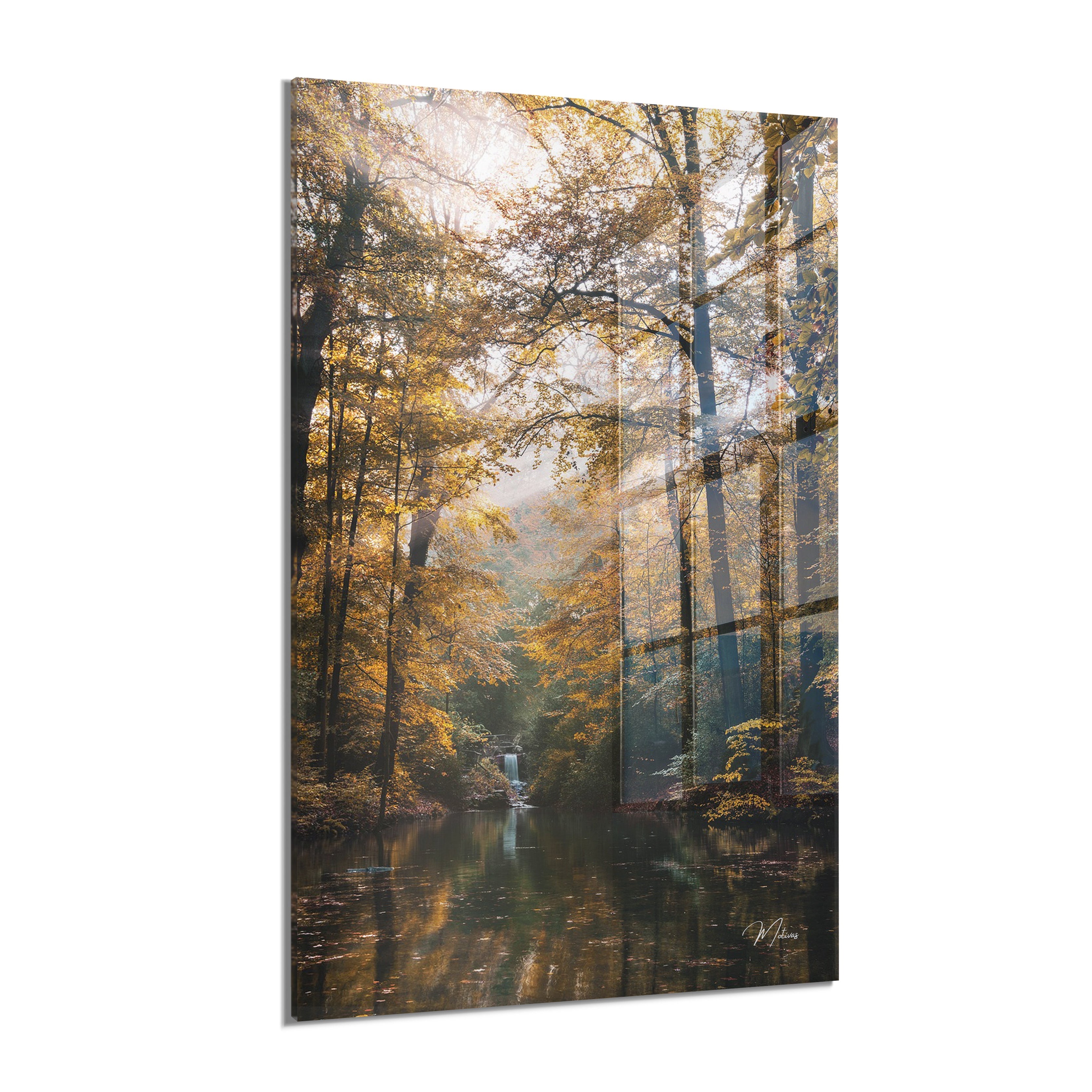Forest Dream