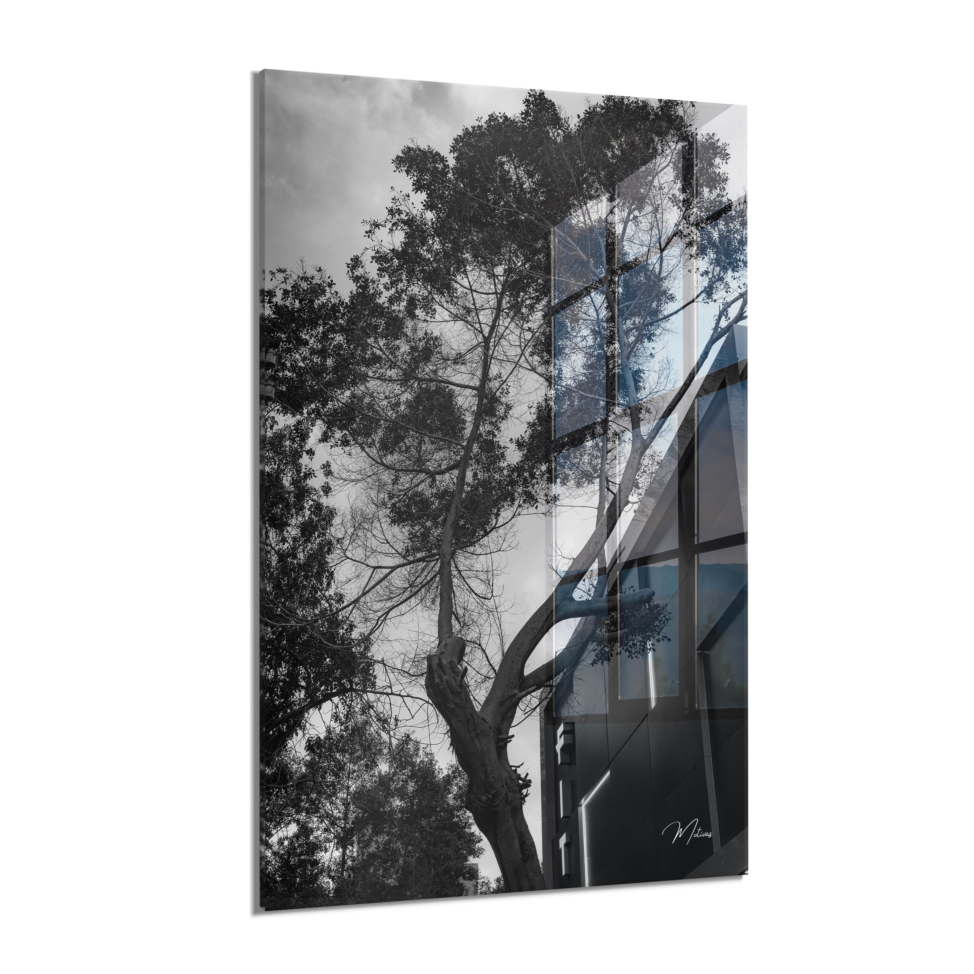 Black and White Tree