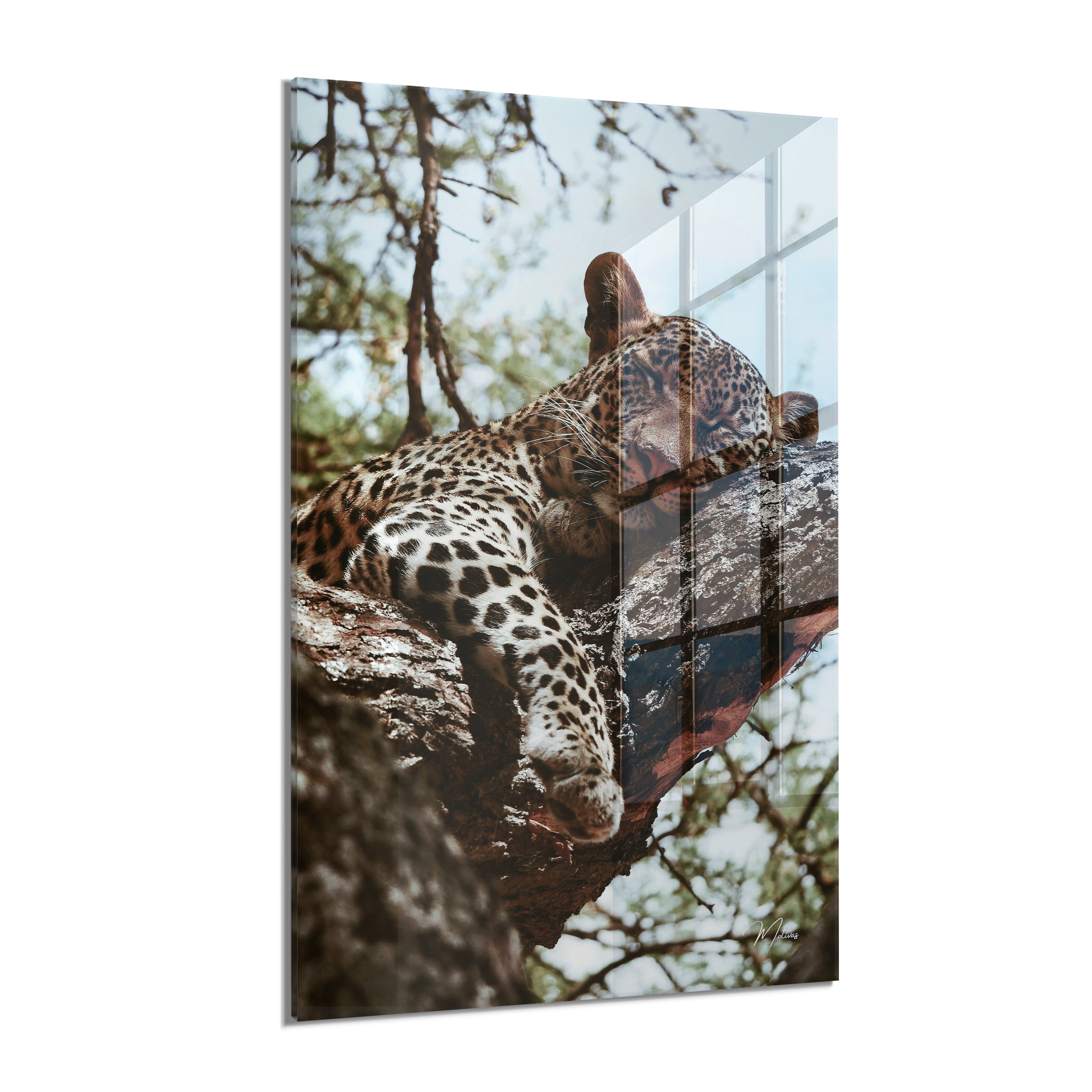 Resting Leopard