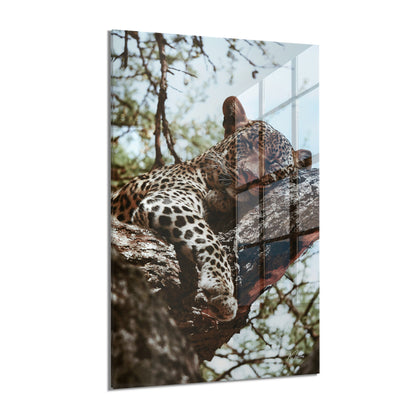 Resting Leopard