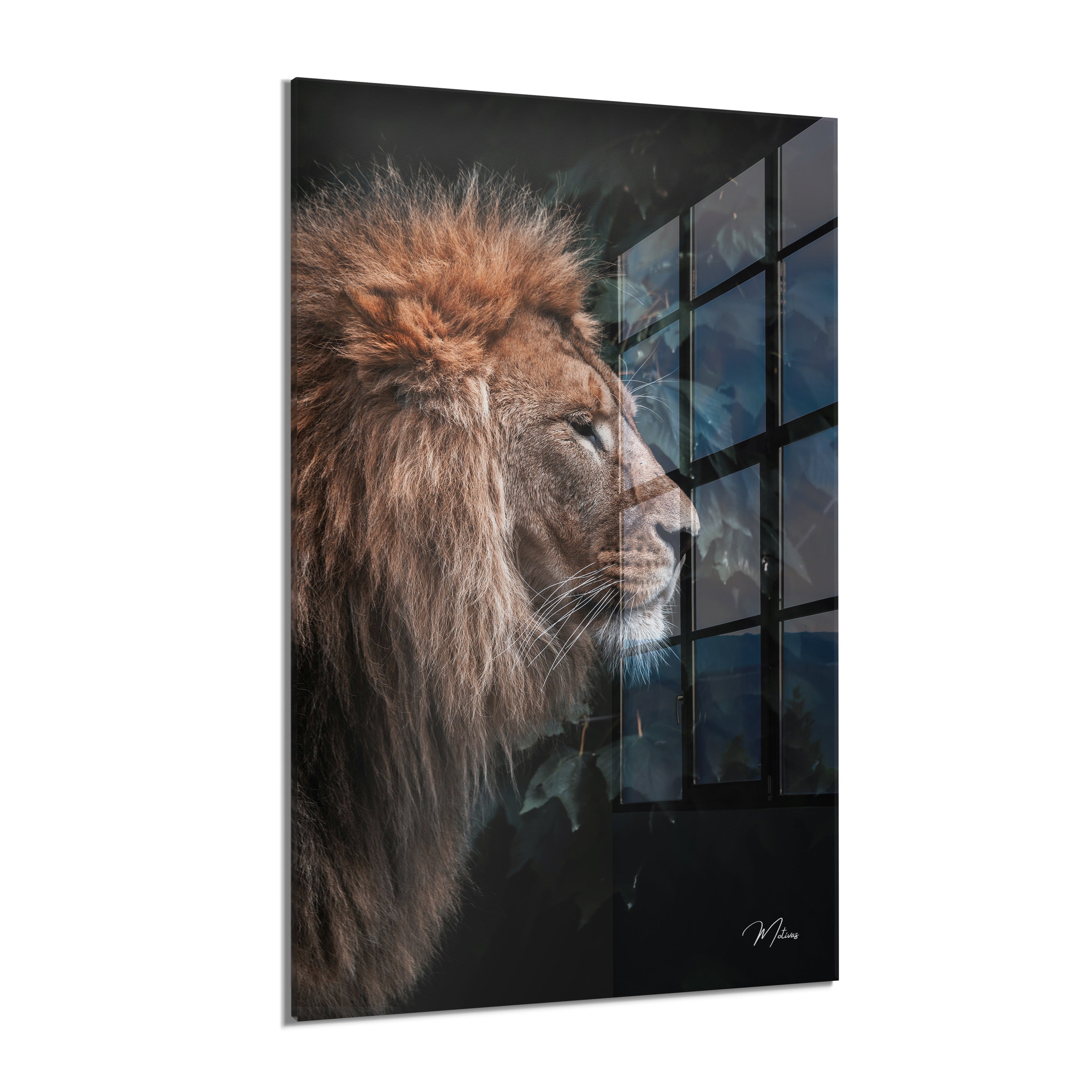 King of the Jungle