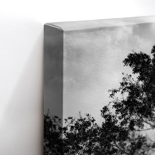 Black and White Tree