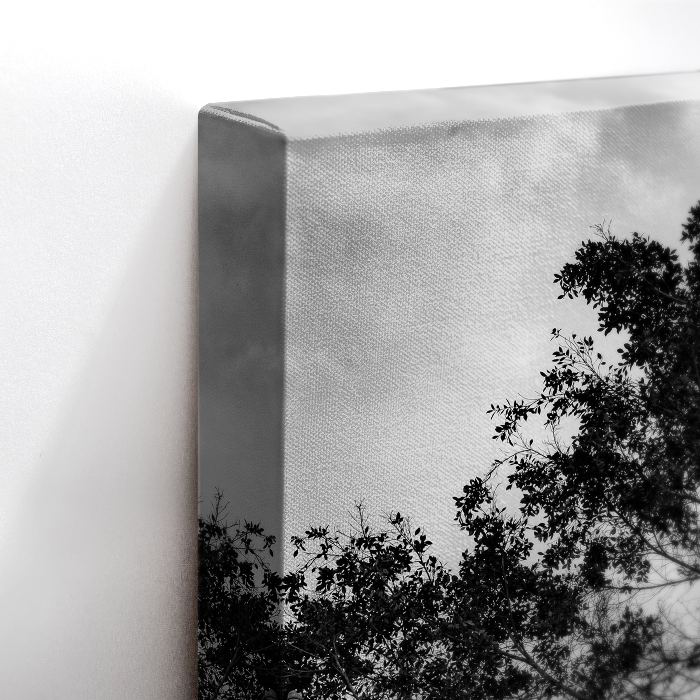 Black and White Tree